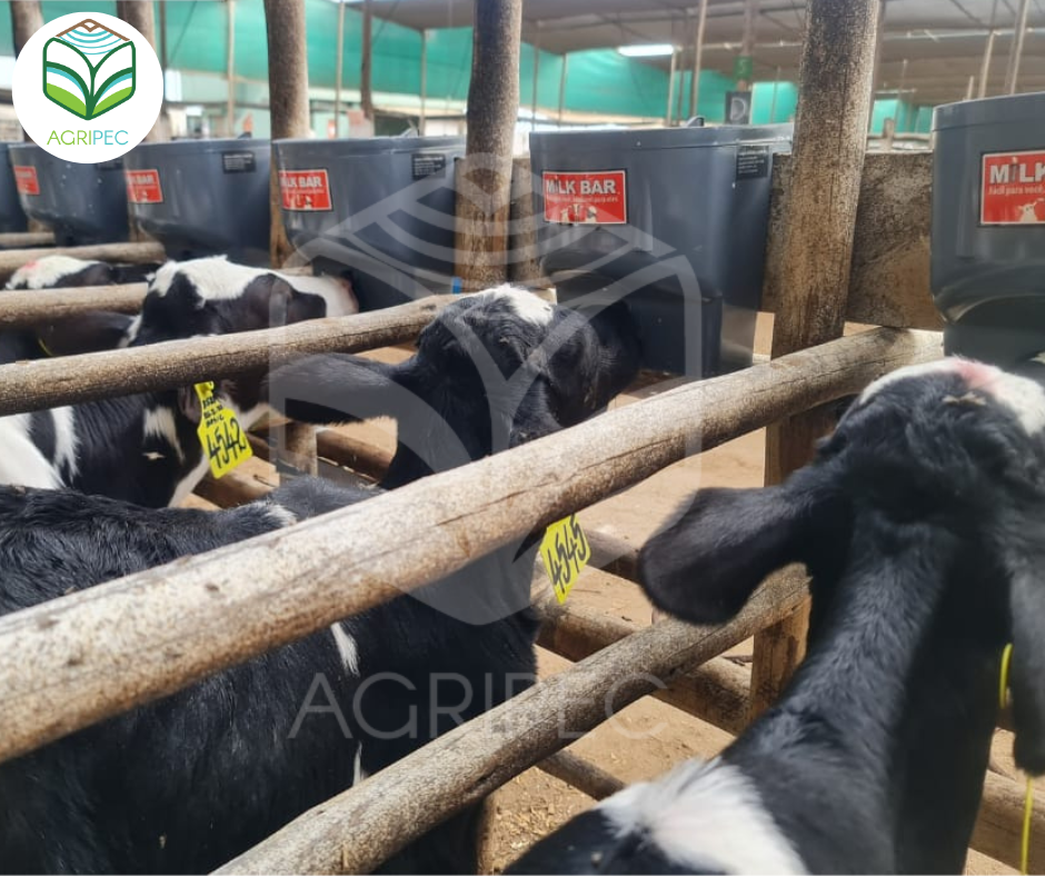 MILK BAR 01 (4L) --> BIBERON FIJO PARA TERNEROS DE 01 COMPARTIMIENTO