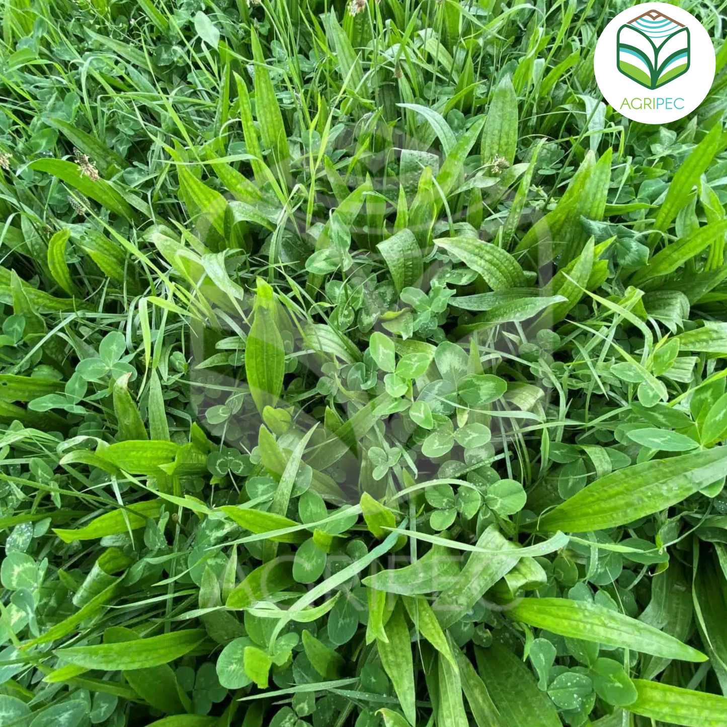 NOUGA (Festuca alta de hoja extra suave)