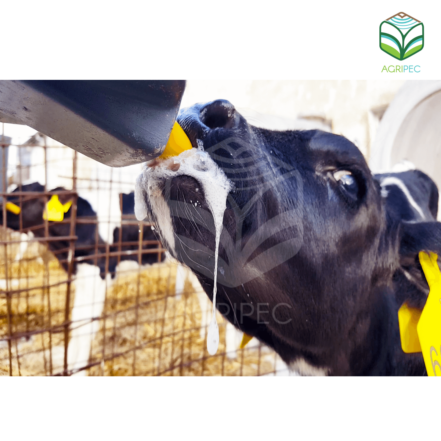 Tetina de entrenamiento Milk Bar ™ (x10 unidades)
