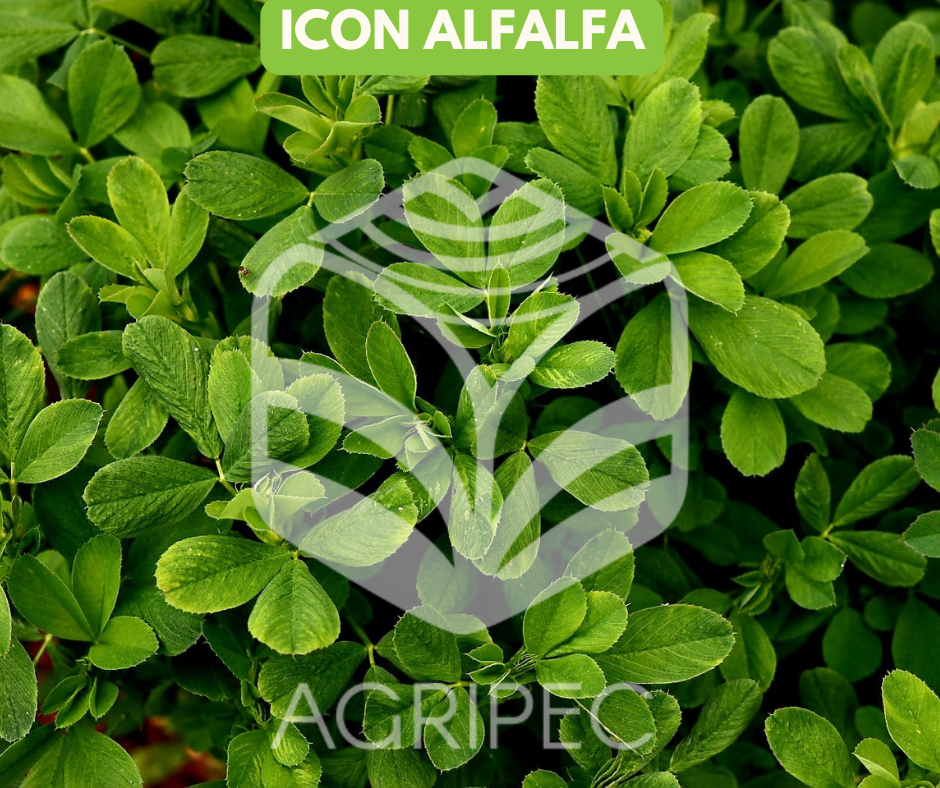 ICON ALFALFA