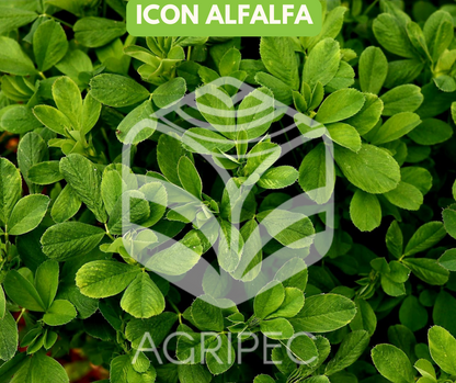 ICON ALFALFA