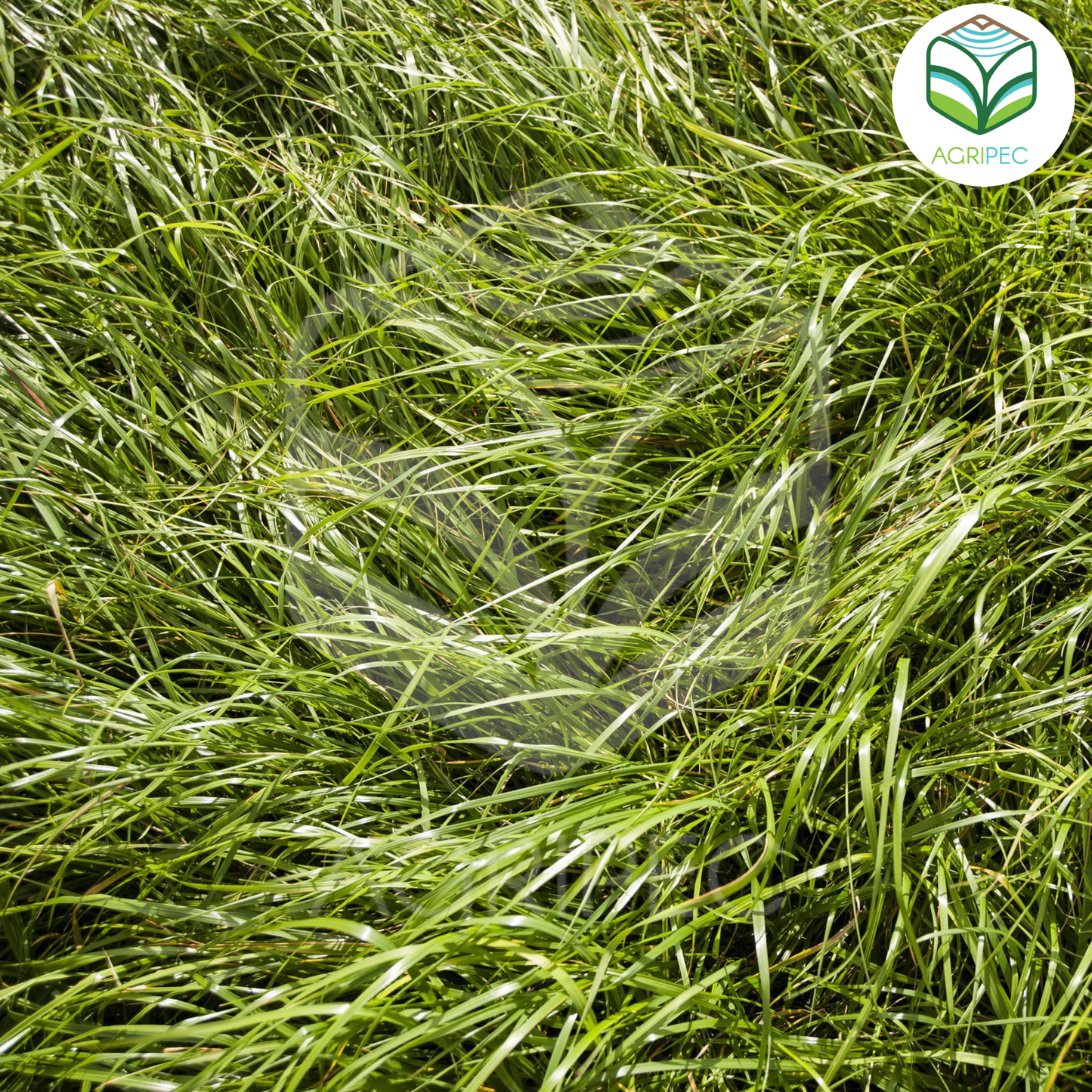 ABER GAIN (Rye grass perenne tetraploide alto en azúcar)