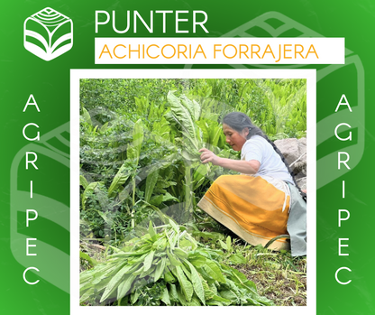 PUNTER™ (Achicoria forrajera)