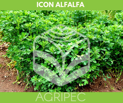 ICON ALFALFA