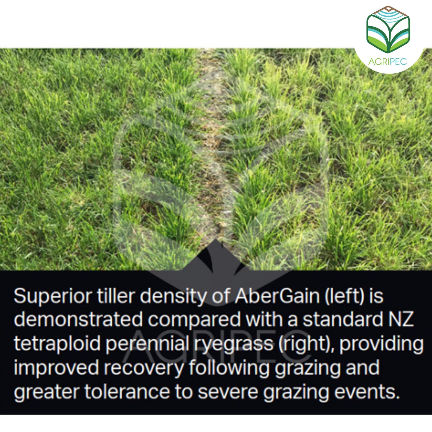 ABER GAIN (Rye grass perenne tetraploide alto en azúcar)