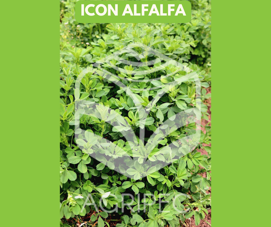 ICON ALFALFA