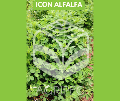 ICON ALFALFA