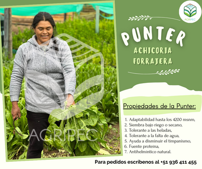 PUNTER™ (Achicoria forrajera)