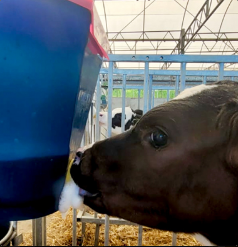 Calf Buddy 1 - 9 litros