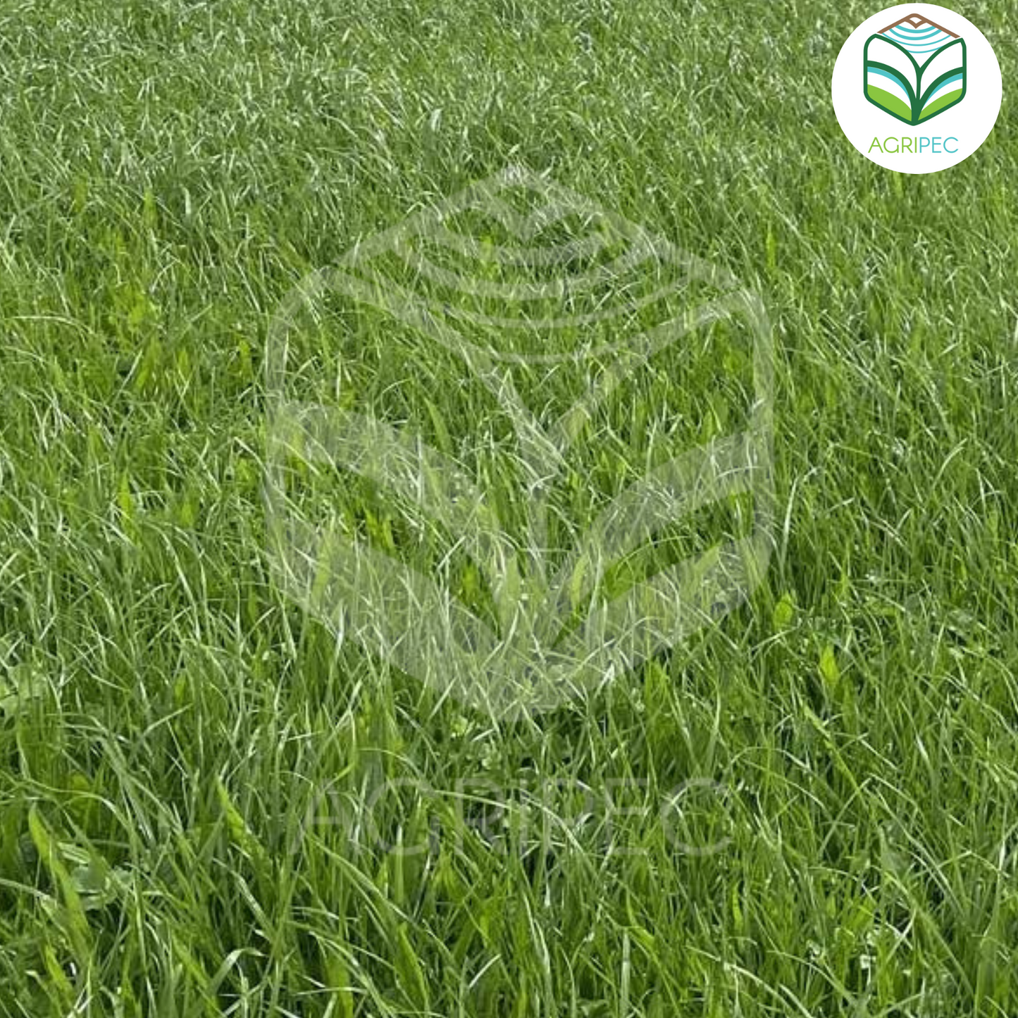 HUSTLE (Rye grass perenne diploide)