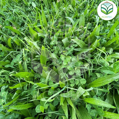 NOUGA (Festuca alta de hoja extra suave)