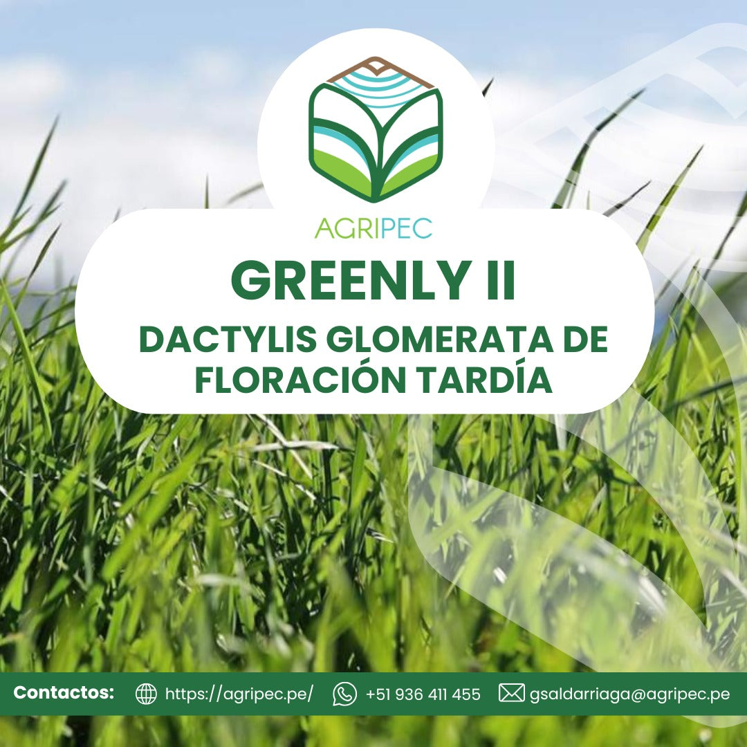 GREENLY II (Dactylis Glomerata de floración tardía)