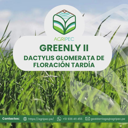 GREENLY II (Dactylis Glomerata de floración tardía)