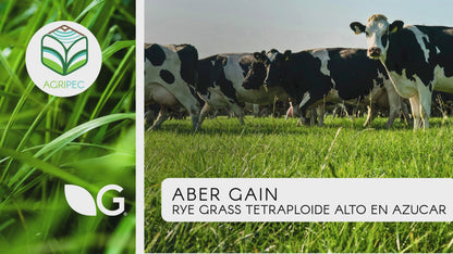 ABER GAIN (Rye grass perenne tetraploide alto en azúcar)