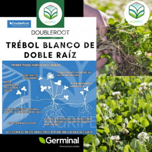 SEMILLA TREBOL BLANCO (DOUBLEROOT/ABERLASTING)